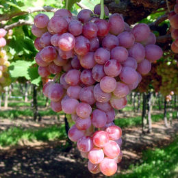 Vine, Pink Grape